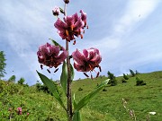 24 Giglio martagone (Lilium martagon)